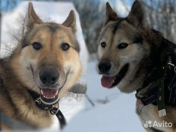 Лайка метис