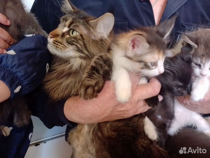 Кошки в добрые руки