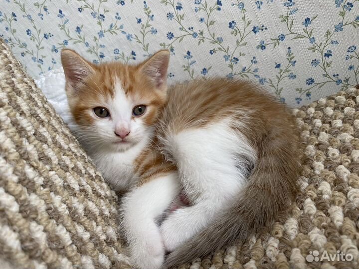 Котики бесплатно
