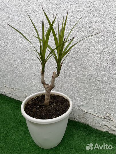 Комнатные цветы драцена