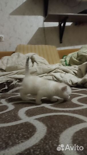 Смесь шотландских