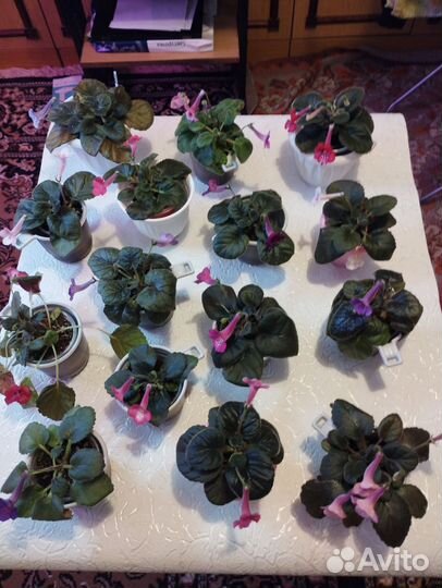 Минисиннингии