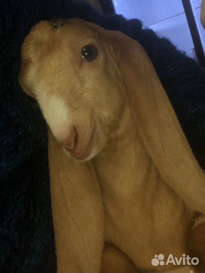 Козье молоко, творог, сыр, яица домашние