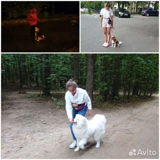 Выгул собак. Дрессировка собак во время выгула