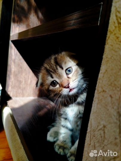 Шотландские вислоухие котята