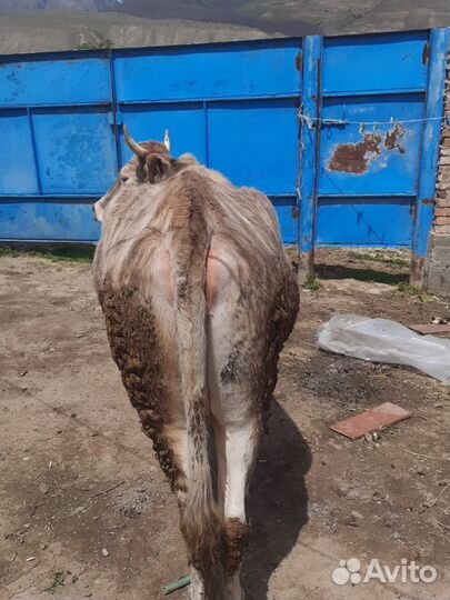 Корова дойная