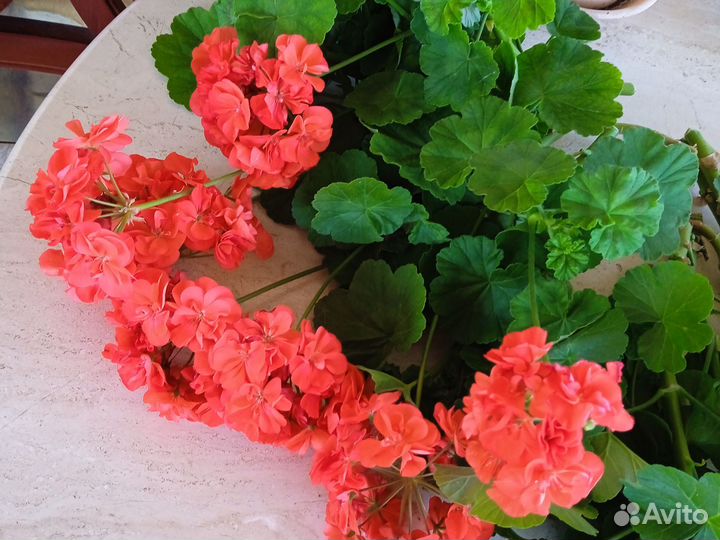 Герань пеларгония