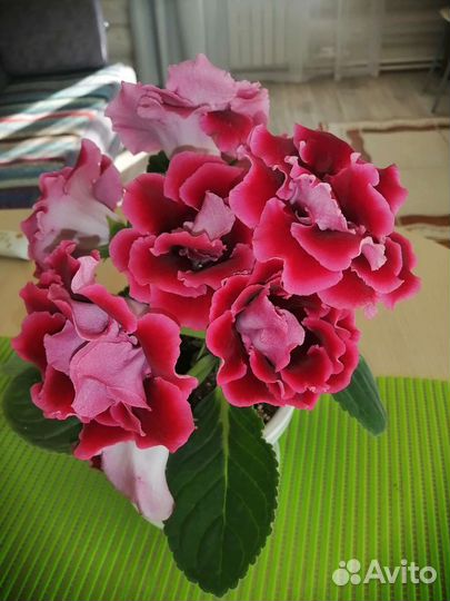 Глоксинии листы на срез