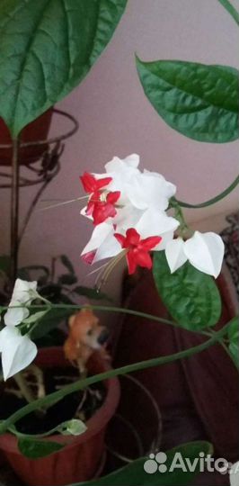 Цветы комнатные