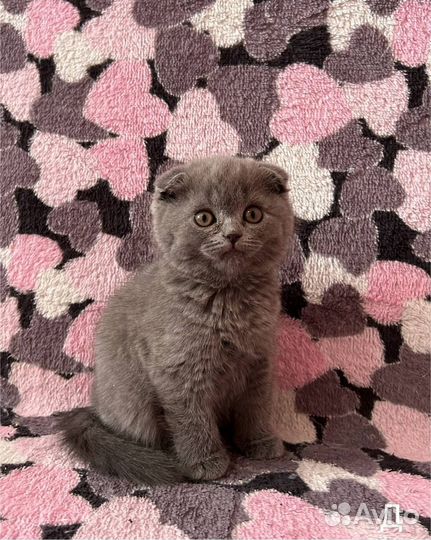 Британские котята