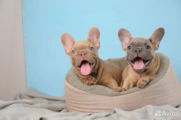 Французики голубой Изабела мерле лилак щенки