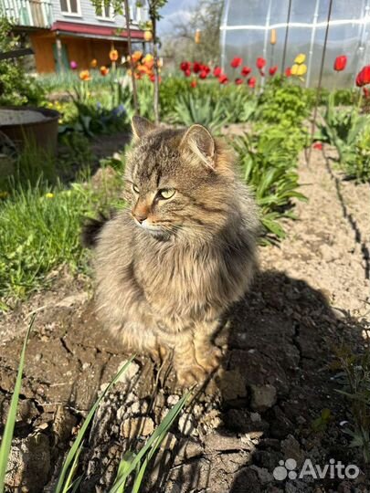 Котик в добрые руки