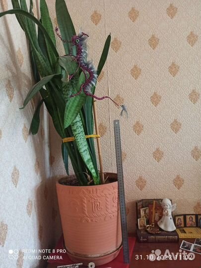 Сансевиерия тещин язык щучий хвост