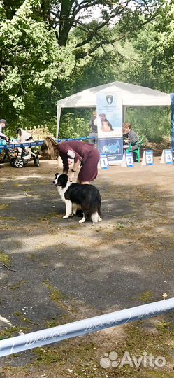 Бордер колли вязка