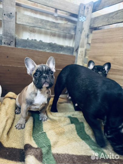 Французский бульдог щенки девочка