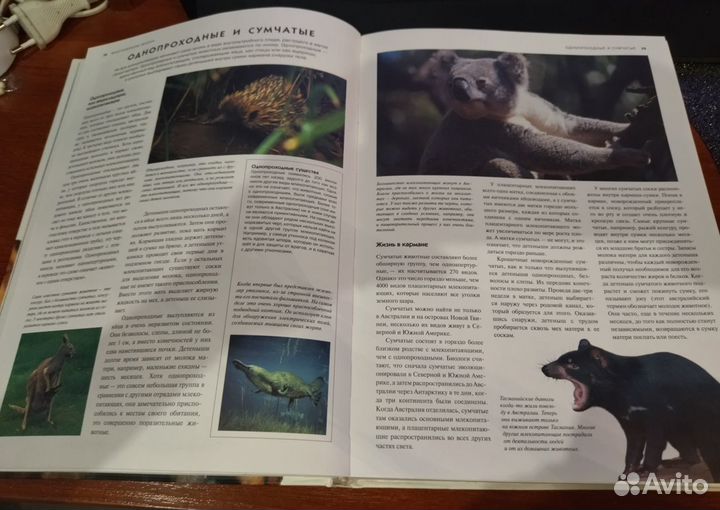 Энциклопедия для детей