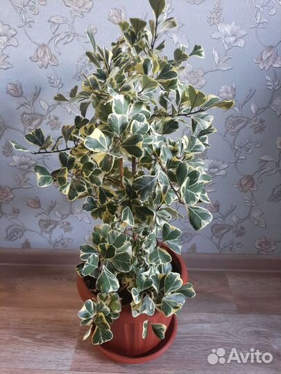 Фикус триангулярис