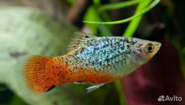 Рыба Пецилия