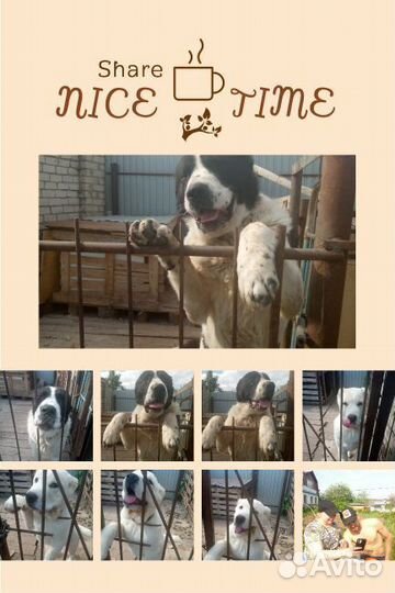 Алабай на вязку