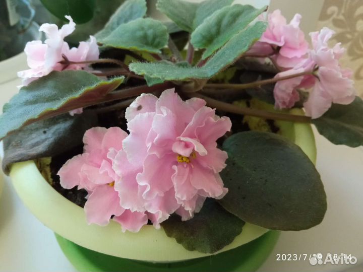 Фиалки сортовые