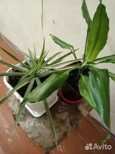 Фикус де гантель, драцена, ретуза гавайская