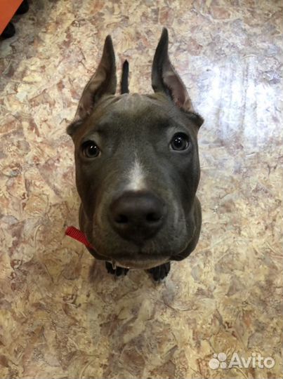 Дрессировка собак-кинолог/инструктор