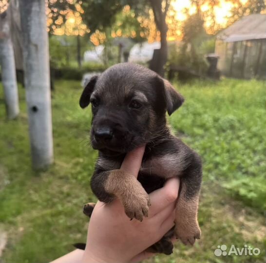 Щенок в добрые руки