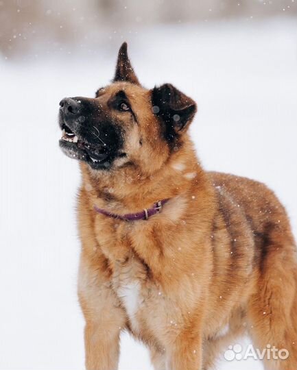 Алтай Метис овчарки в поиске семьи