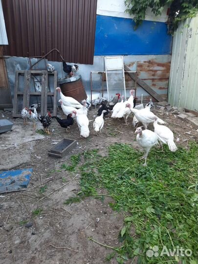 Куры и индюки