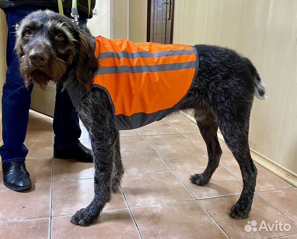 Сигнальный жилет для охотничьих собак