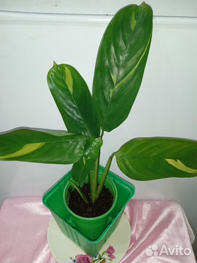 Ктенанта любберса