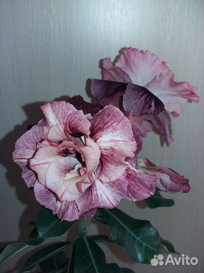 Адениум разные сорта