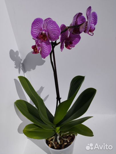 Цветущие орхидеи фаленопсис и отцветы