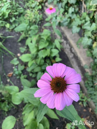 Цветы многолетки