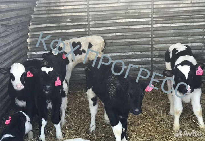 Бычки и телята