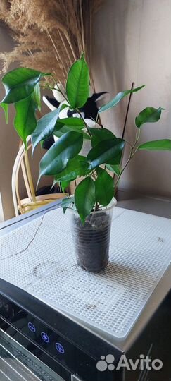 Фикус бенджамина