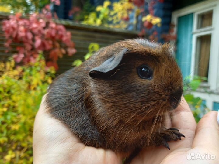 Морские свинки, девочки