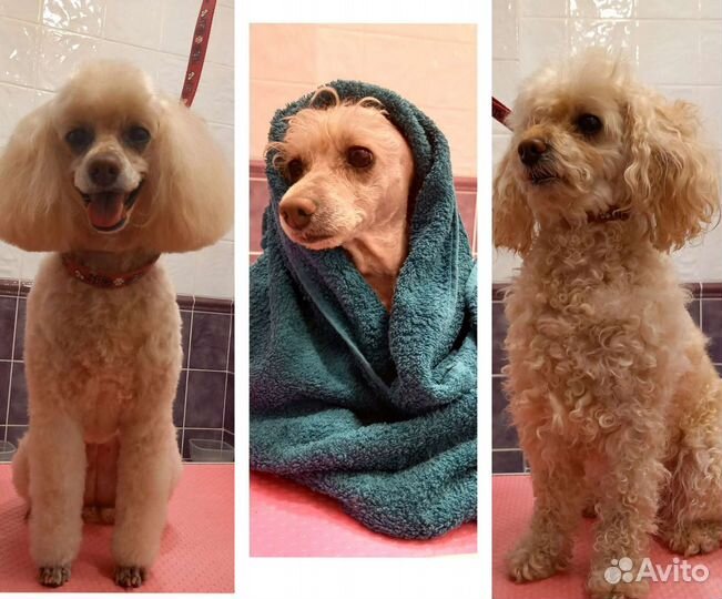 Стрижка собак/ Экспресс линька/ Груминг/ Грумер