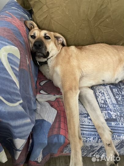 Собака в добрые руки