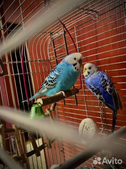 Продаю домашних волнистых попугаев
