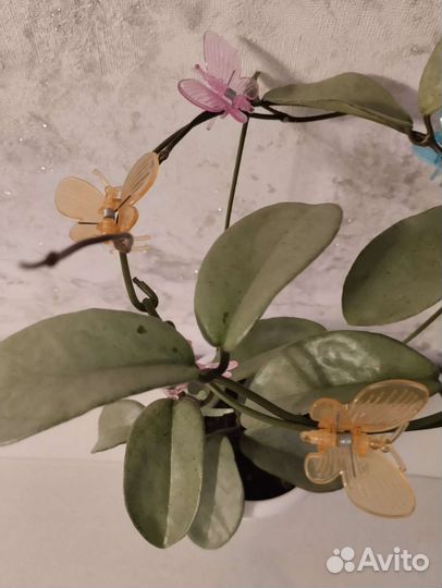 Хойя грей хост