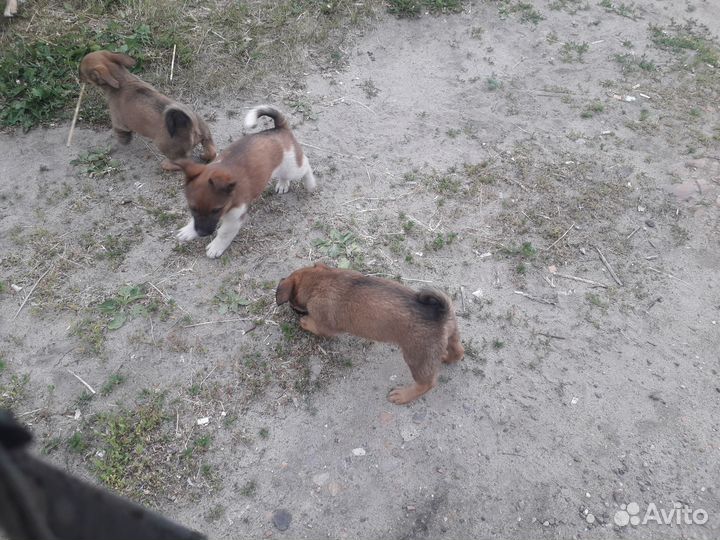 Щенки маленькой собачки