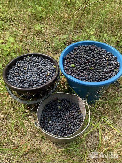 Черника 600р за кг