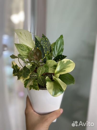 Букет из комнатных цветов в горшке с автополивом