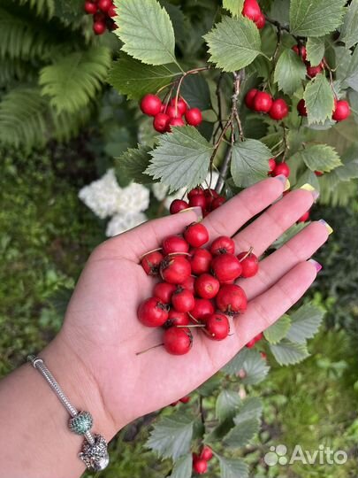 Боярышник плоды (ягоды )