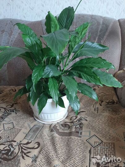 Спатифиллум