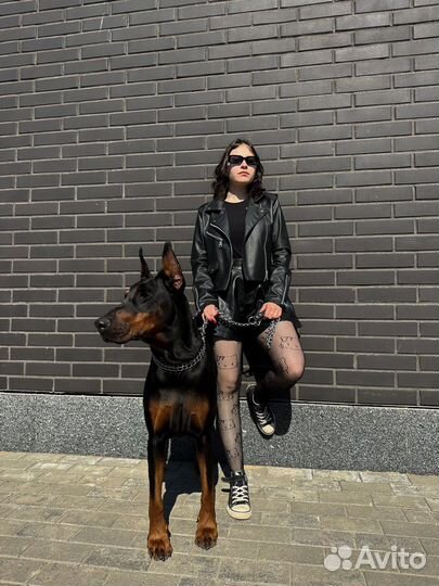 Фотосессия с доберманом