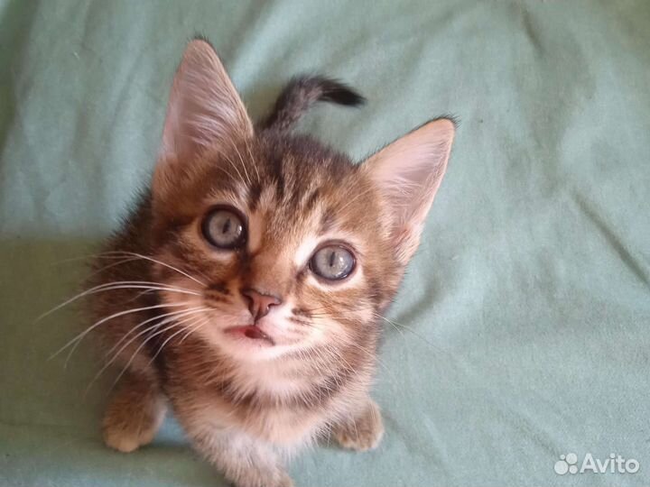 Котёнок в дар