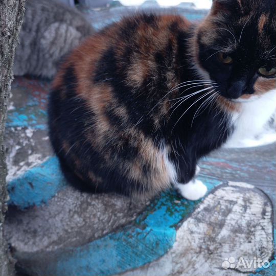 Кошки бесплатно