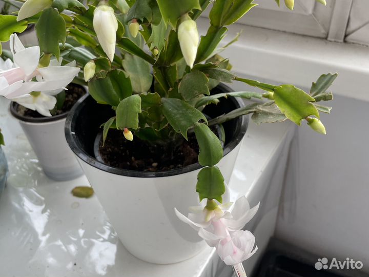 Комнатные цветы